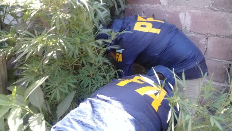 Hacía autocultivo de marihuana en su casa y lo condenan a 3 años