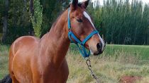 Lorenzo, el caballo que fue robado y faenado en la zona rural de Roca.