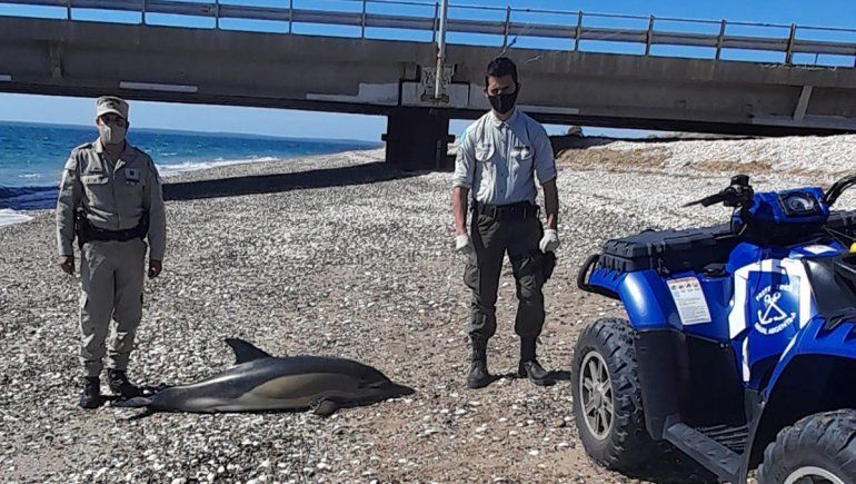 Hallaron a 15 delfines muertos en la costa de San Antonio 