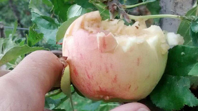 Algunos chacareros perdieron hasta el 50% de su fruta.
