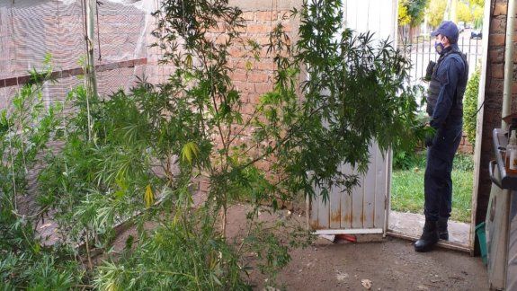 Hallaron plantas de marihuana del tamaño de un árbol