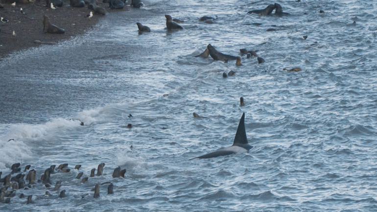 El avistaje sucedió en la costa de Viedma, donde todas las playas son un punto de caza para las orcas. El avistaje sucedió en la costa de Viedma, donde todas las playas son un punto de caza para las orcas.