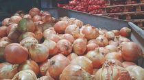 Río Negro es la principal provincia exportadora de cebollas del país.