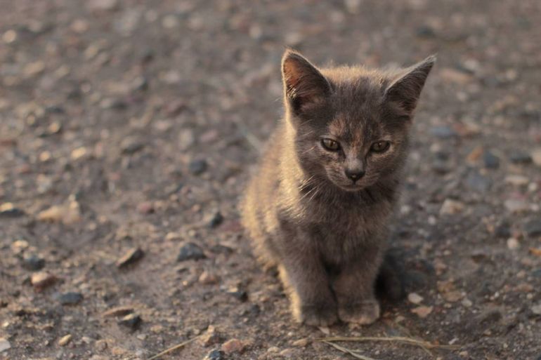 Uno de los gatitos a los que alimenta Moni falleció trágicamente. Foto ilustrativa.