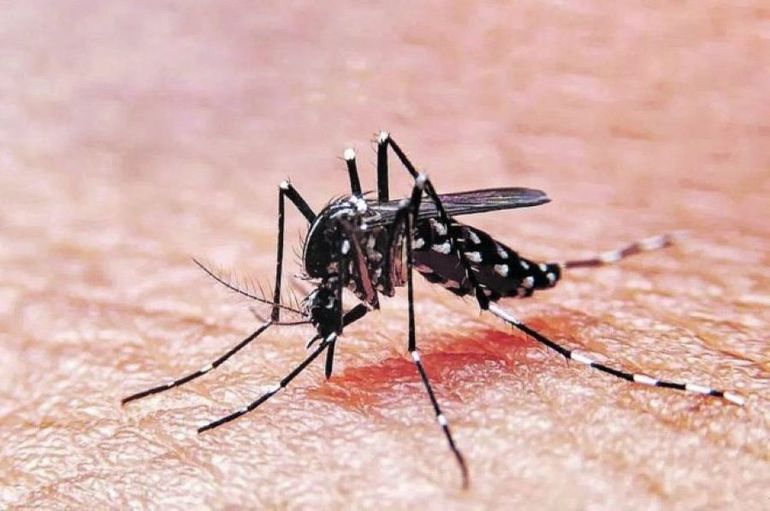 La enfermedad es transmitida por el mosquito Aedes Aegypti.