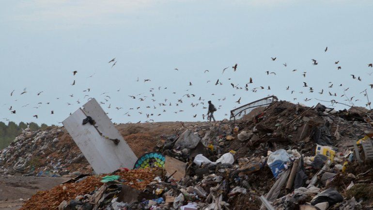 El basural, un riesgoso paraíso para la fauna