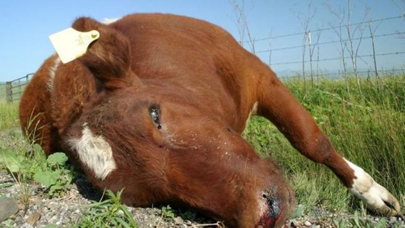 Se computaron 30 animales bovinos muesrtos por carbunclo en La Pampa.