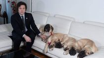 Javier Milei y una de las últimas fotos con sus perros. Foto: Caras.