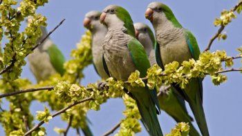 guerra contra las cotorras: autorizan voltear los nidos