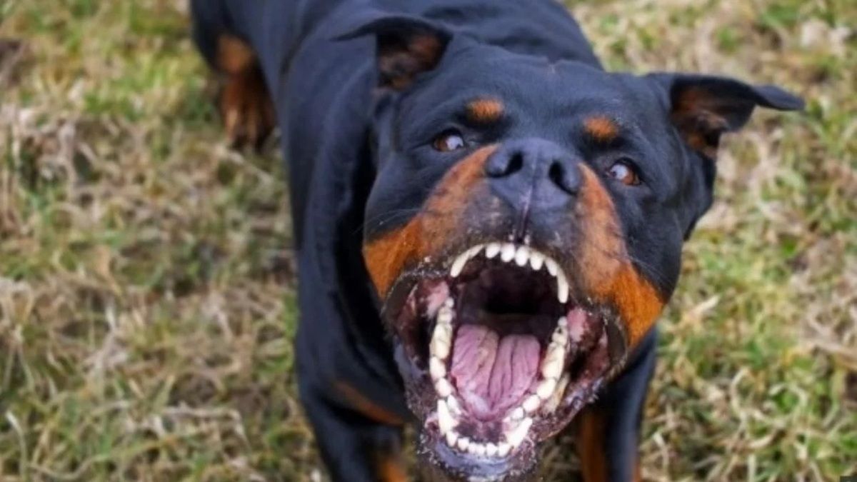 El animal la mordió en sus brazos y le dejó heridas de consideración.