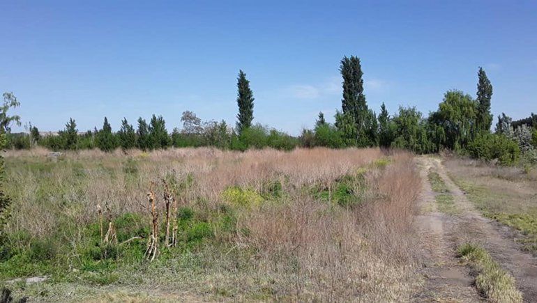 Vecinos de Guerrico y Allen, en alerta por la presencia de un puma