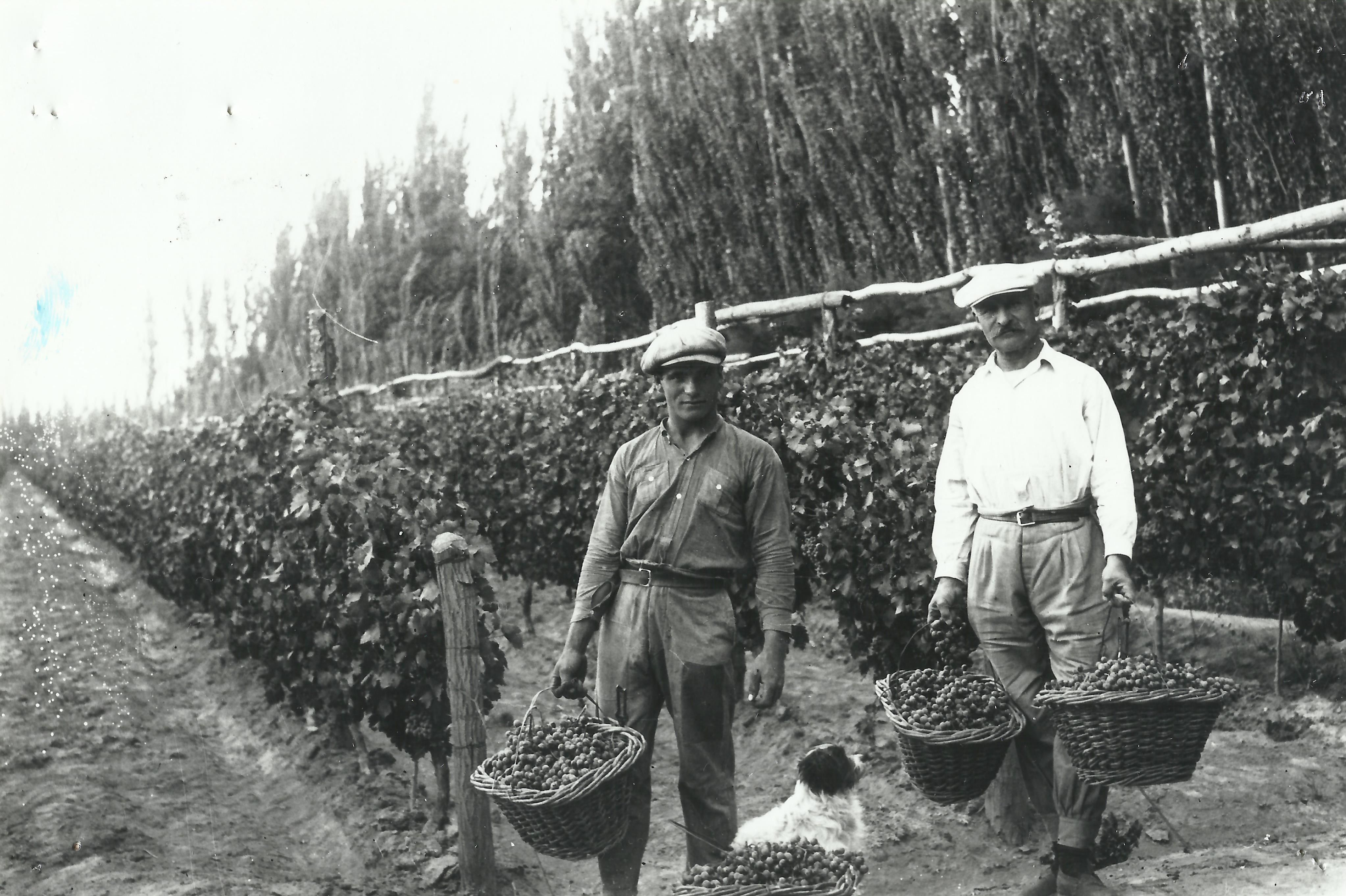 ¡Buen viñedo, buena cosecha! Foto: Archivo Cabus Trenes.