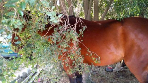 Dos jóvenes a caballo robaron en una despensa