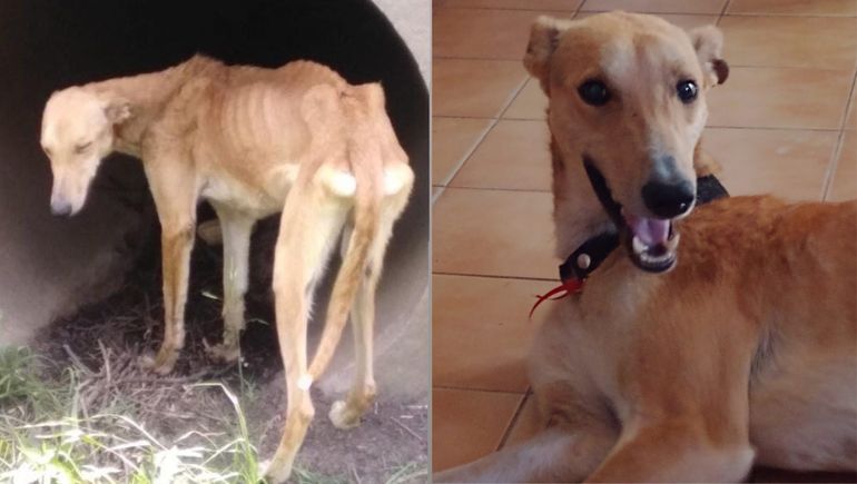 Rescató un galgo de una alcantarilla de Buenos Aires y lo trajo a Neuquén
