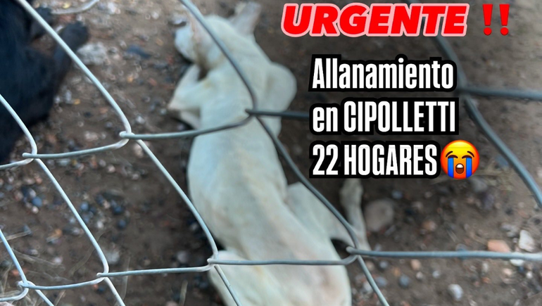 El Municipio y la Justicia le entregaron 22 perros a la Fundación SOS Animal.