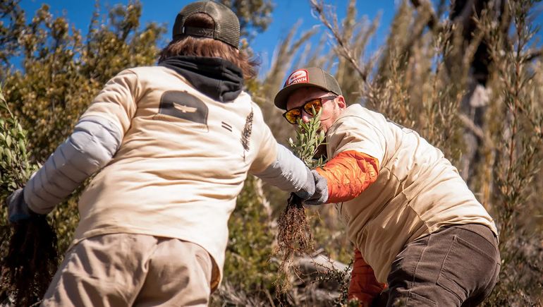 Voluntarios se organizan para reforestar los bosques de Bariloche