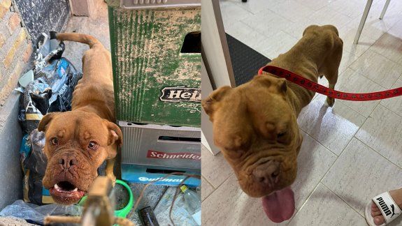 Allanamiento y un detenido en Oro por un caso de crueldad animal