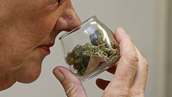 cannabis medicinal: mas de cien abuelos del alto valle ya aprendieron a cultivar sus propias plantas copy