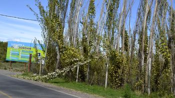Árboles caídos, fueron las intervenciones que más demandaron a los servicios de emergencia durante el temporal de viento en Cipolletti.