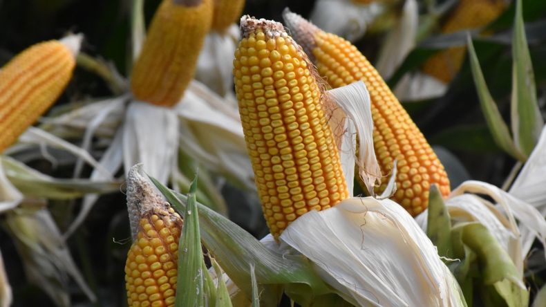 Más que un grano: El maíz se consolida en la región como una alternativa de baja volatilidad frente a la fruticultura tradicional, con márgenes de hasta 950 dólares por hectárea. | LMCipolletti.com Más que un grano: El maíz se consolida en la región como una alternativa de baja volatilidad frente a la fruticultura tradicional, con márgenes de hasta 950 dólares por hectárea.