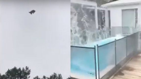 Reconocido empresario arrojó a un cerdo desde un helicóptero