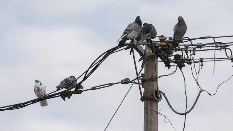 Las palomas se amontonan en muchos barrios por vecinos que las alimentan.