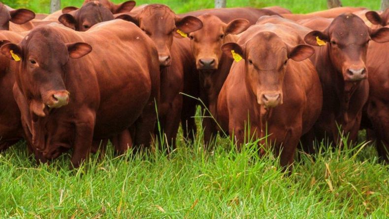 Los precios del novillo y del novillito repuntan y devuelven aire al negocio del engorde.