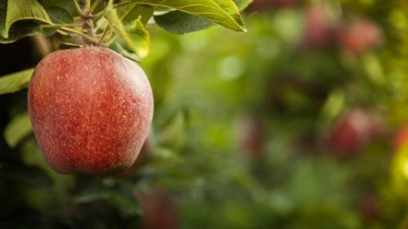 Fruticultura: prorrogan fecha de presentación de contratos