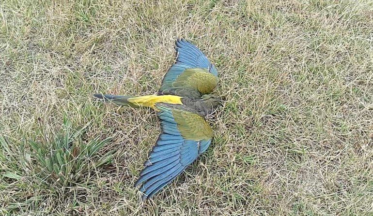 Mueren al costado de la ruta