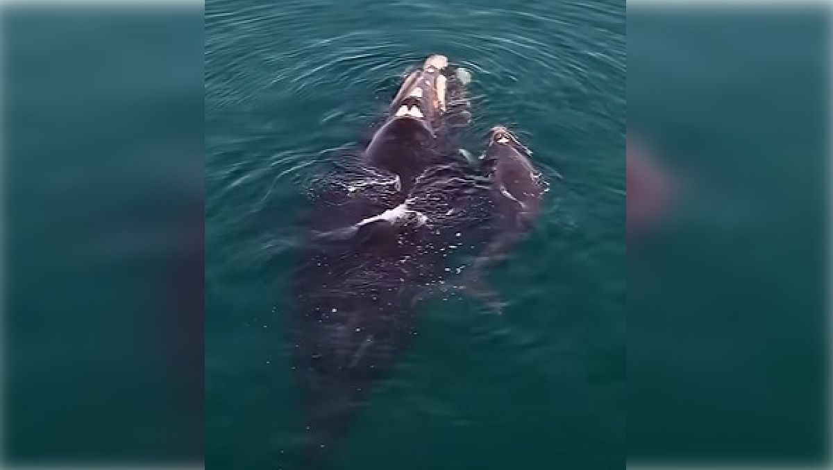 Postales rionegrinas que enamoran: una ballena y su cría fueron protagonistas en Las Grutas.