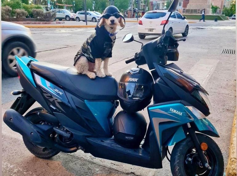 Pietro, el perrito motoquero del Valle que es furor en redes
