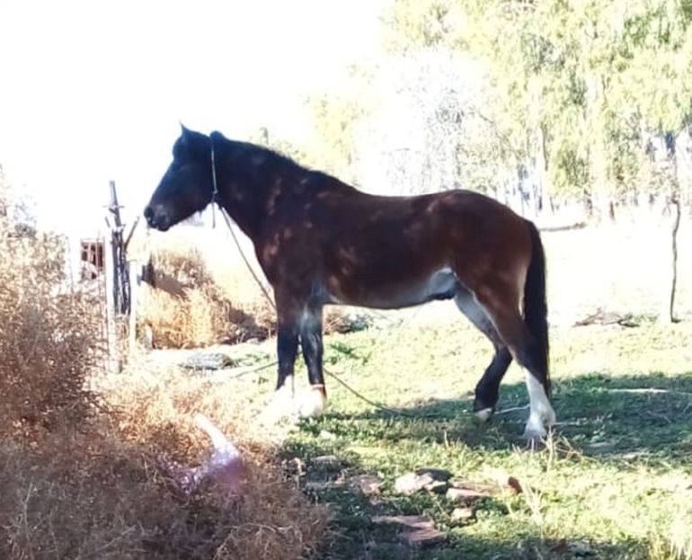 Bronca por el robo de un caballo de equinoterapia&nbsp;