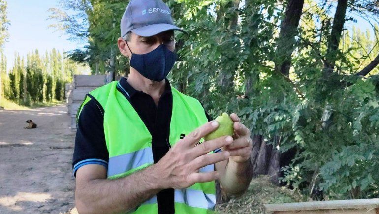 Realizan capacitación para monitorear la carpocapsa