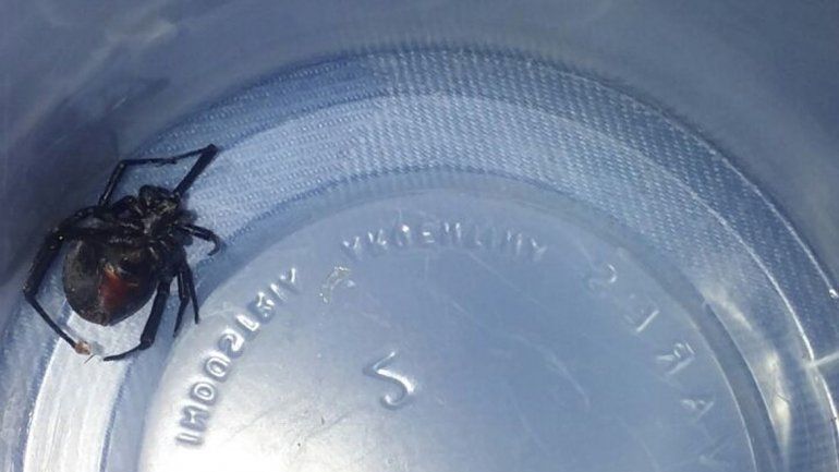 Tras el desmalezamiento que realizó el Municipio en el Distrito Vecinal Noreste