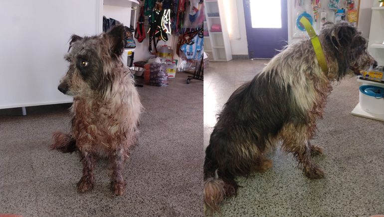 Las Lajas: atacó a un perro con un machete y el pueblo se movilizó para rescatarlo