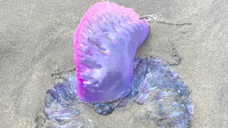 Fragata portuguesa, una especie de medusa que, en contacto con la persona puede llegar a sufrir problemas respiratorios, preocupa a los turistas de Punta del Este.&nbsp;