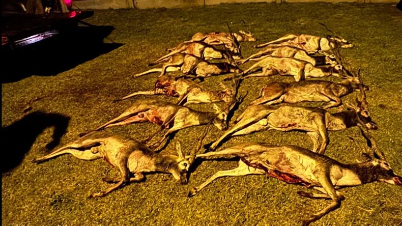 La Pampa: llevaban 12 antílopes muertos en una camioneta.