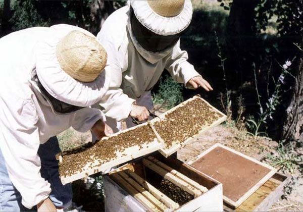 Ladrones... ¡de abejas!: tras una recompensa, el apicultor damnificado recuperó las colmenas