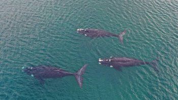 sorpresa: tres ballenas francas se lucieron en las grutas