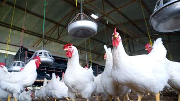 por la gripe aviar, senasa recibio muchas denuncias en cipolletti
