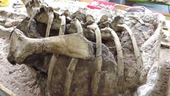 Conocé al dino que habitó hace 85 millones de años 