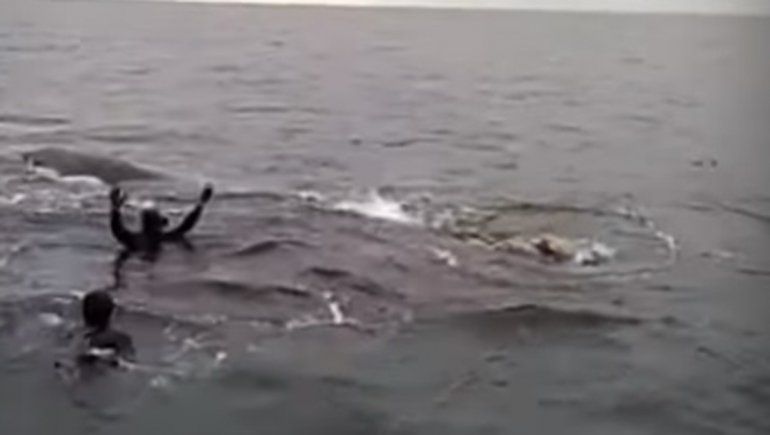 Grave denuncia contra buzos por intentar montar una ballena franca