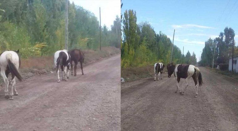 Alarma en Ferri por caballos, ovejas y vacas sueltas