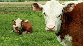 La menor oferta impulsa una suba superior al 10% en el precio del ternero y recalienta el negocio ganadero en plena zafra. | LMCipolletti.com La menor oferta impulsa una suba superior al 10% en el precio del ternero y recalienta el negocio ganadero en plena zafra.