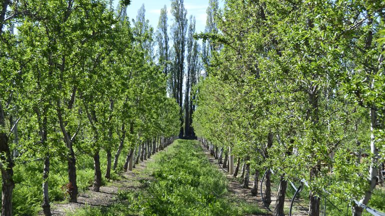 La imponente chacra donde se producen frutos secos.