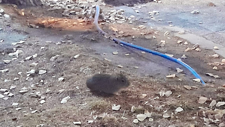 Uno de los cuises de la Alem que anda cosechando amigos en la zona. 