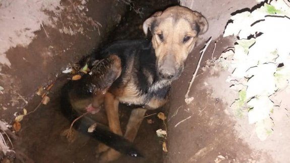 Intentaron rescatar a un perro