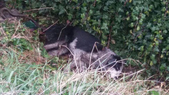 Mataron a un perro en Bariloche y el reclamo llegó a todo el país