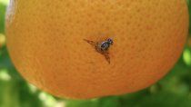 cinco saltos: declaran emergencia fitosanitaria por el brote de mosca de los frutos