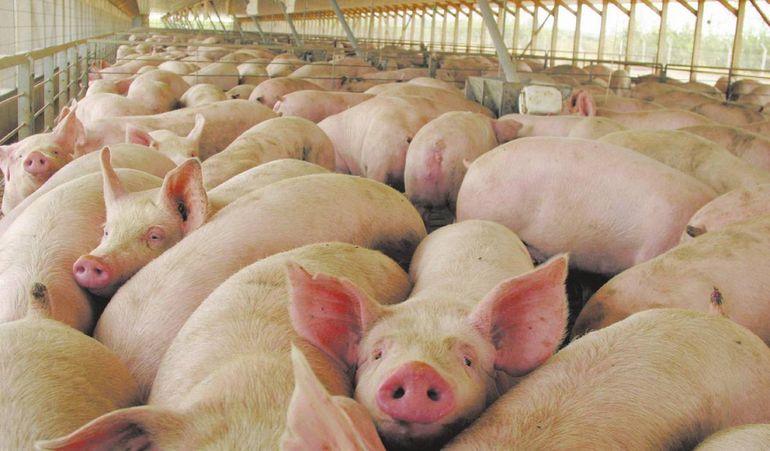 Enfermedades que se transmiten de animales a personas: las tres zoonosis que preocupan en la producción